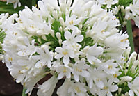 Direct Plants Agapanthus Umbellatus White Perennial Plants African Lily Extra Large Supplied in 2/3 Litre Pot