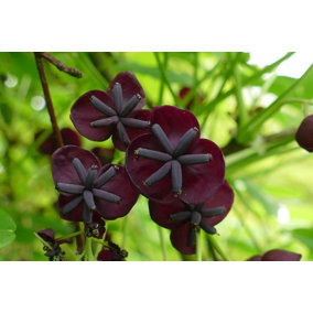 Direct Plants Akeba Quinata Chocolate Vine Climbing Plant 3-4ft Supplied in a 3 Litre Pot