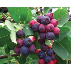 Direct Plants Amelanchier Canadensis Canadian Service Berry Juneberry Fruit Plant 3-4ft in 3 Litre Pot