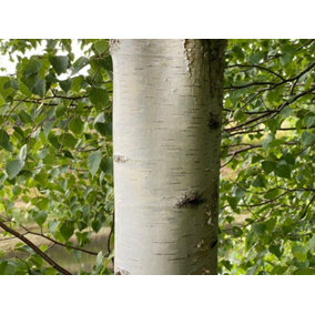 Direct Plants Betula Pendula Silver Birch Tree Large 5-6ft Supplied in a 7.5 Litre Pot