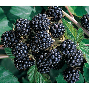 Direct Plants BlackBerry Chester Thornless Fruit Plant 1-2ft Supplied in a 2/3 Litre Pot