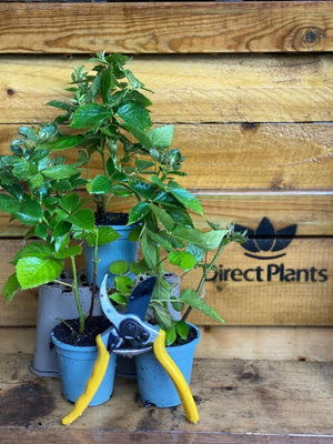 Direct Plants Blackberry Tiny Black Thornless Dwarf Fruit Bush Plant Ideal For Patio Pots
