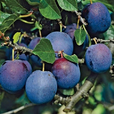 Direct Plants Blue Tit Plum Fruit Tree 4-5ft Self Fertile & Superb Flavour