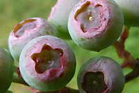 Direct Plants Blueberry Vaccinium Corymbosum Pink Berry Bush Fruit Plant Large Supplied in a 2 Litre Pot