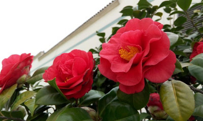 Direct Plants Camellia Japonica Mary Williams 30-40cm Evergreen