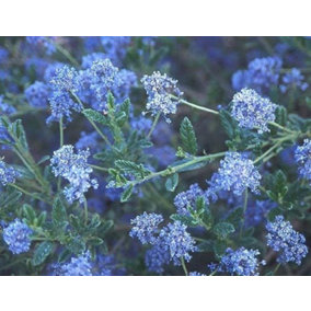 Direct Plants Ceanothus Concha California Evergreen Blue Lilac Shrub 3-4ft Plant In a 3 Litre Pot