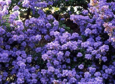 Direct Plants Ceanothus Dentatus Californian Lilac Evergreen Shrub Supplied in a 9cm Pot