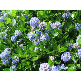 Direct Plants Ceanothus Victoria Californian Lilac Shrub 4-5ft Supplied in a 5 Litre Pot