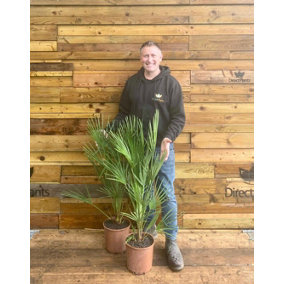Direct Plants Chamaerops European Fan Palm Tree 3ft Plant in a 7.5 Litre Pot
