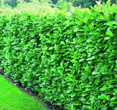 Direct Plants Cherry Laurel Hedging Plants Large 2-3ft Pack of 10 Supplied in 2 Litre Pots