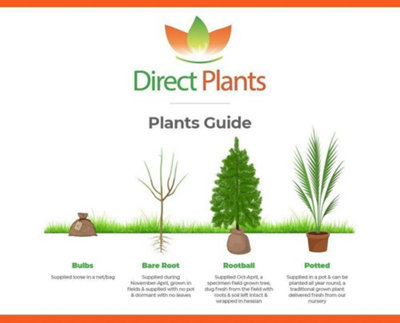 Direct Plants Cherry Laurel Hedging Plants Large 2-3ft Pack of 10 Supplied in 2 Litre Pots
