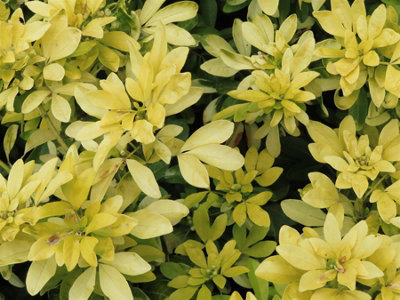 Direct Plants Choisya Sundance Fragrant Evergreen Shrub Supplied in a 3 ...