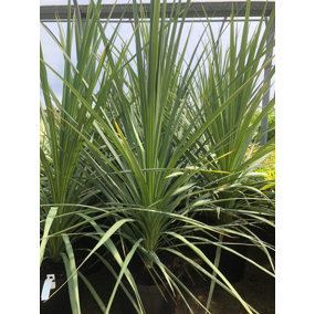 Direct Plants Cordyline Australis Green Palm Large Plant 2-3ft Supplied in a 2 Litre Pot