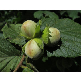 Direct Plants Corylus Avellana Hazelnut Fruit Tree Cobnut 3-4ft Supplied in a 3 Litre Pot