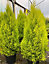 Direct Plants Cypress Goldcrest Conifer Tree Evergreen Plant 3ft Extra Large Supplied in a 7.5 Litre Pot