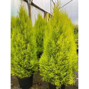 Direct Plants Cypress Goldcrest Conifer Tree Evergreen Plant 3ft Extra Large Supplied in a 7.5 Litre Pot