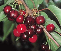 Direct Plants Dwarf Early Rivers Cherry Fruit Tree 60-90cm Sweet Juicy Red Fruits Supplied in a 3 Litre Pot