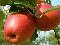 Direct Plants Dwarf Patio Braeburn Apple Tree 3-4ft Supplied in a 5 Litre Pot