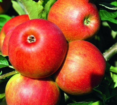 Direct Plants Dwarf Patio Jonagold Apple Fruit Tree 34ft supplied in a