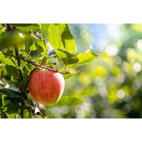 Direct Plants Dwarf Patio Malus Gala Apple Fruit Tree 90-120cm Supplied in a 3 Litre Pot m9