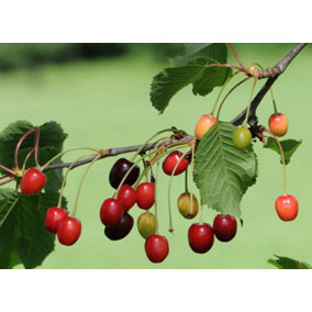 Direct Plants Dwarf Patio Morello Cherry Fruit Tree 3-4ft Tall Gisela 5 Rootstock