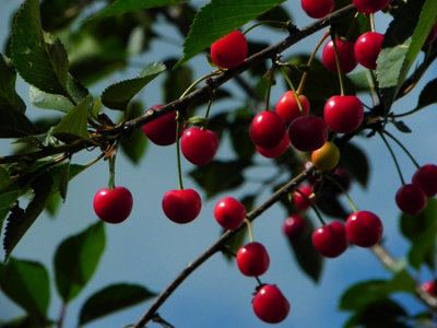 Direct Plants Dwarf Patio Morello Cherry Fruit Tree 4-5ft Tall Gisela 5 ...