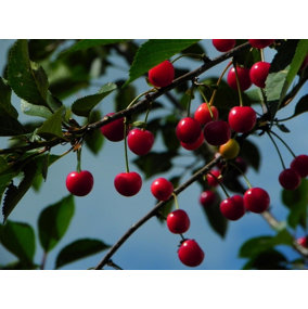 Direct Plants Dwarf Patio Morello Cherry Fruit Tree 4-5ft Tall Gisela 5 Rootstock in a 5 Litre Pot