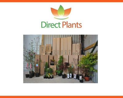 Direct Plants Dwarf Patio Morello Cherry Fruit Tree 4-5ft Tall Gisela 5 ...