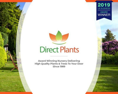Direct Plants Dwarf Patio Morello Cherry Fruit Tree 4-5ft Tall Gisela 5 ...