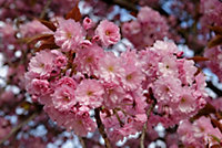 Direct Plants Dwarf Patio Prunus Kanzan Japanese Flowering Cherry Tree 3-4ft supplied in a 5 Litre Pot