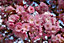 Direct Plants Dwarf Patio Prunus Kanzan Japanese Flowering Cherry Tree 3-4ft supplied in a 5 Litre Pot
