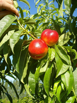 Direct Plants Dwarf Patio Prunus Nectarine Fruit Tree 3ft Supplied in a ...