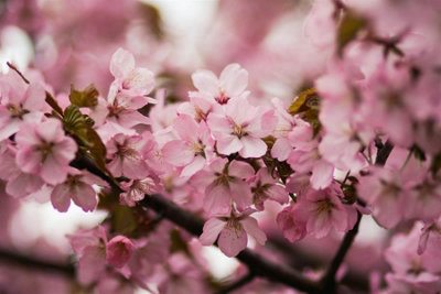 Direct Plants Dwarf Prunus Cunera Flowering Cherry Tree, Patio Fuji ...