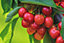 Direct Plants Dwarf Summer Sun Cherry Fruit Tree 3-4ft Supplied in a 3 Litre Pot