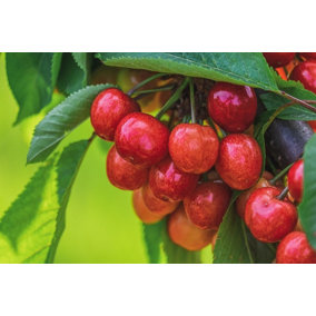 Direct Plants Dwarf Summer Sun Cherry Fruit Tree 3-4ft Supplied in a 3 Litre Pot