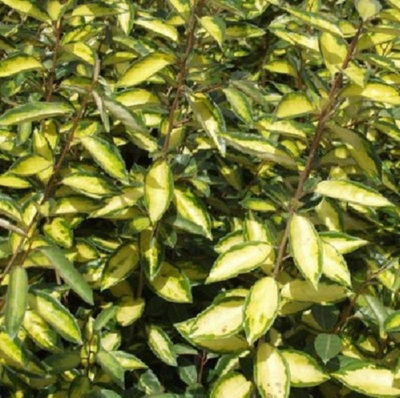Direct Plants Elaeagnus Maculata Limelight Evergreen Shrub, 3040cm