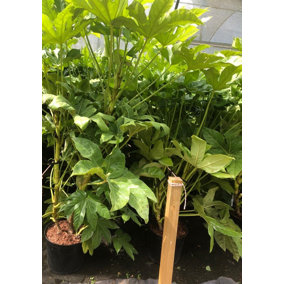 Direct Plants Fatsia Japonica Extra Large 3ft Tall Evergreen Shrub Supplied in a 7.5 Litre Pot