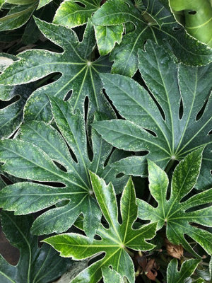 Direct Plants Fatsia Japonica Spiders web Variegated Evergreen Shrub ...