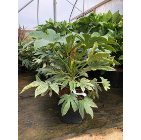 Direct Plants Fatsia Japonica Spiders web Variegated Evergreen Shrub Plant Large in a 5 Litre Pot