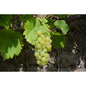 Direct Plants Grape Vine Vitis Vroege Van Der Laan 3-4ft Tall Supplied in a 3 Litre Pot