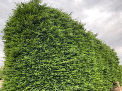 Direct Plants Green Leylandii Cupressocyparis Leylandii Hedging Trees 2-3ft, Pack of 10 Supplied in 2/3 Litre Pots