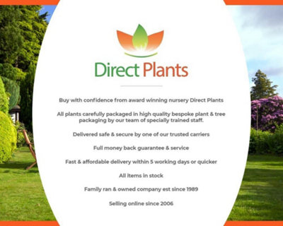 Direct Plants Green Leylandii Cupressocyparis Leylandii Hedging Trees 2-3ft, Pack of 10 Supplied in 2/3 Litre Pots