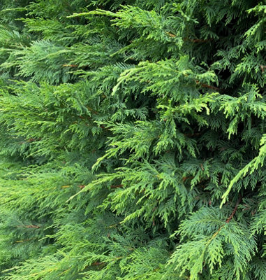 Direct Plants Green Leylandii Cupressocyparis Leylandii Hedging Trees 2-3ft, Pack of 5 Supplied in 2/3 Litre Pots