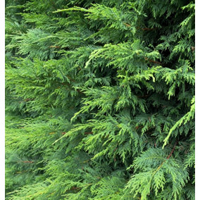 Direct Plants Green Leylandii Cupressocyparis Leylandii Hedging Trees 3-4ft, Pack of 10 Supplied in 2/3 Litre Pots