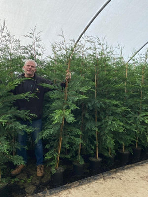 Direct Plants Green Leylandii Cupressocyparis Leylandii Hedging Trees