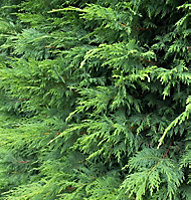 Direct Plants Green Leylandii Cupressocyparis Leylandii Hedging Trees Pack of 10 4-5ft Tall Supplied in 2/3 Litre Pots