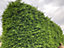 Direct Plants Green Leylandii Cupressocyparis Leylandii Hedging Trees Pack of 10 4-5ft Tall Supplied in 2/3 Litre Pots
