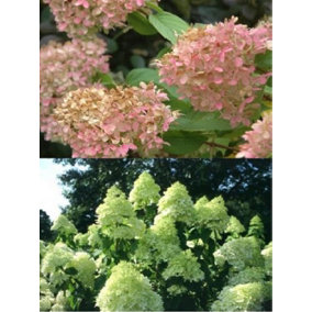 Direct Plants Hydrangea Paniculata Limelight Shrub Plant Huge Flowers Supplied in a 3 Litre Pot