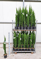 Direct Plants Italian Cypress Tree Cupressus Sempervirens 2.5ft Tall Supplied in a 3 Litre Pot