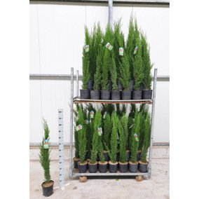 Direct Plants Italian Cypress Tree Cupressus Sempervirens 2.5ft Tall Supplied in a 3 Litre Pot